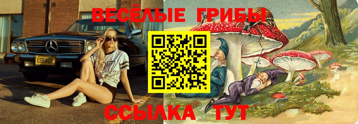 Галлюциногенные грибы Psilocybe Сальск